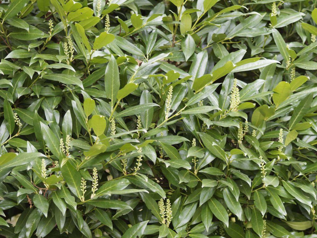 prunus laurocerasus rotundifolia